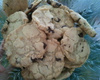Cookie de chocolate com gotas de chocolate