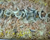 Espaguete com frutos do mar gratinado
