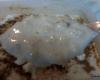 Arroz doce integral