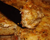 Torta estupenda de legumes, frango e queijo