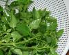 Massa ao pesto