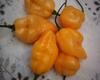 Molho de pimenta arriba saia