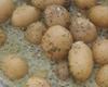 Salada de batatinha
