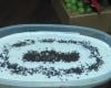 Torta de bolacha maria