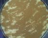 Arroz de leite