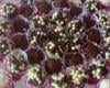 Brigadeiro