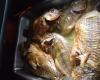 Peixe assado