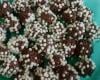 Brigadeiro