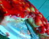 Torta de morango prática