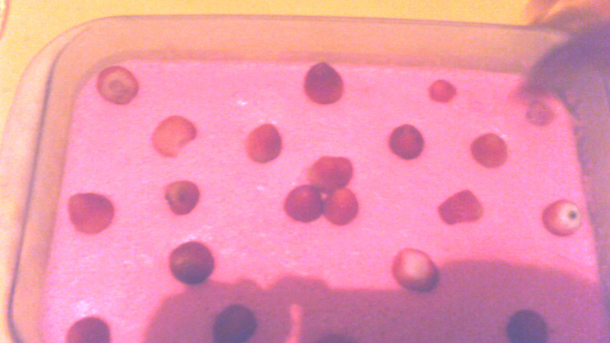 Mousse de Morango