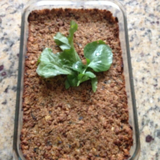 Quibe de soja de forno