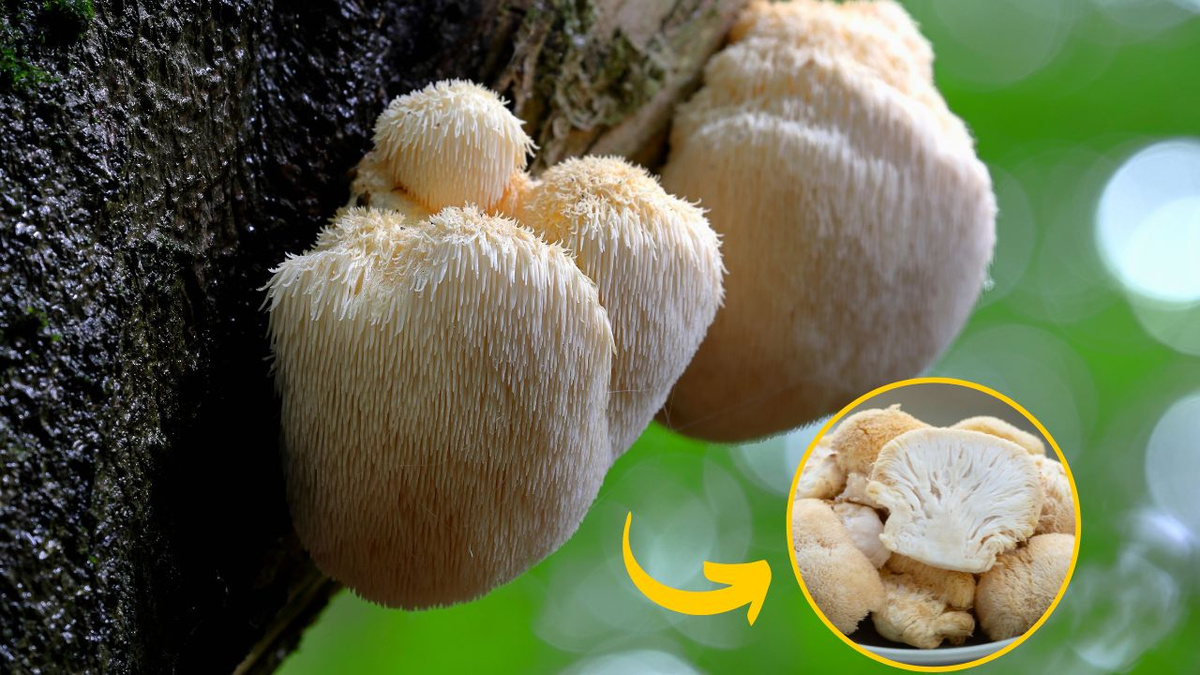 Esse cogumelo é poderoso para o cérebro e intestino: conheça o juba de ...