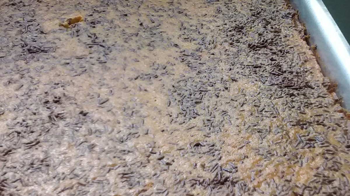Bolo de cenoura fofinho de verdade