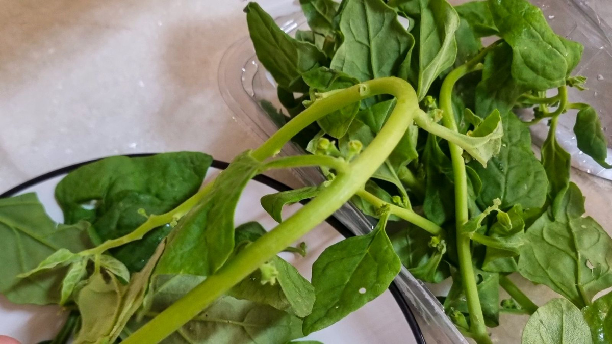 Pode comer o talo do espinafre ou só as folhas? Descubra o que fazer ...