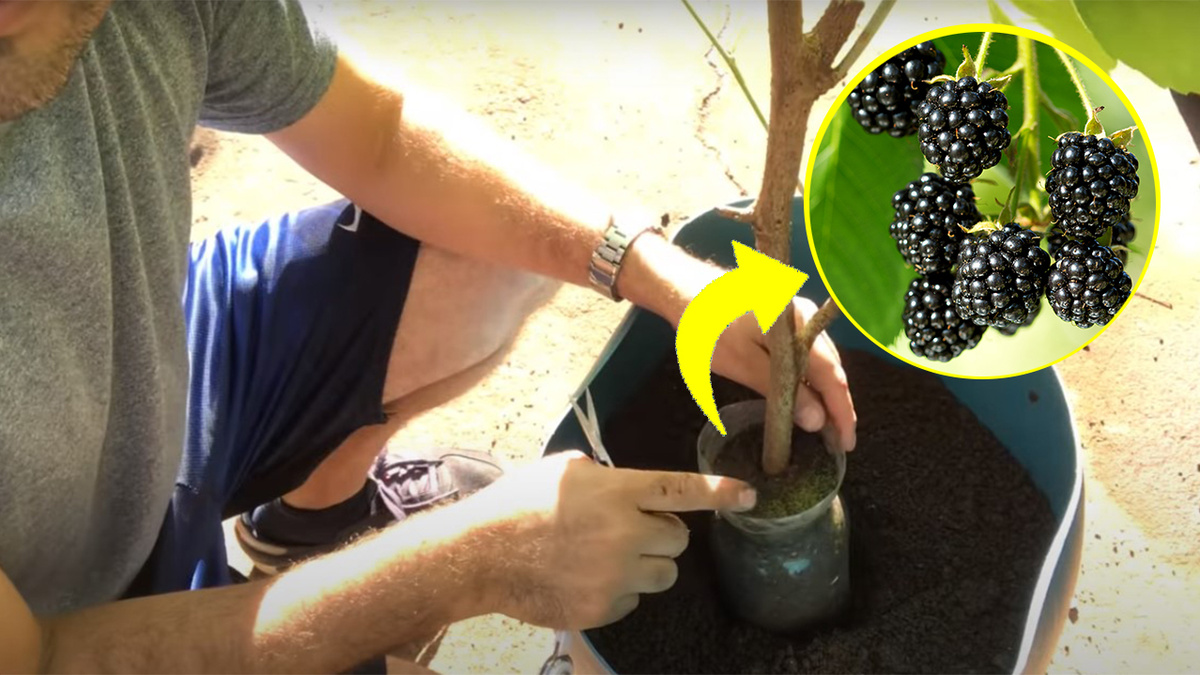 Como plantar amora em vaso: com esse passo a passo de um biólogo ficou ...