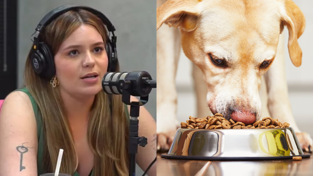 Humanos podem comer ração? Saiba se Viih Tube colocou a saúde em risco ...