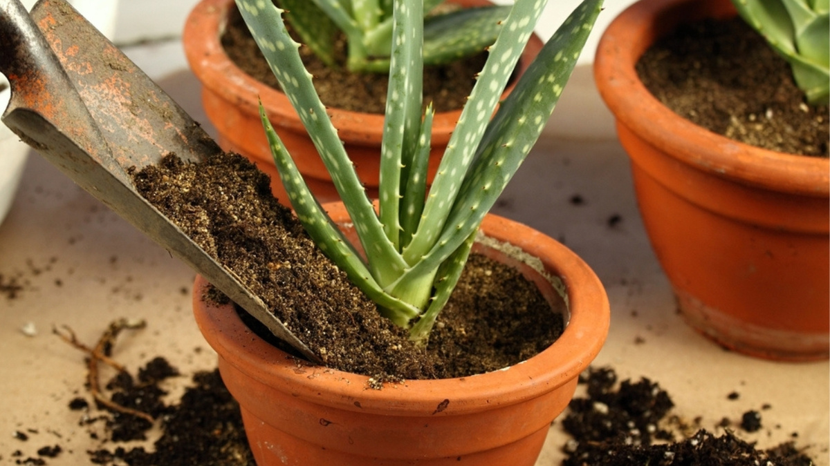 Como plantar babosa em vaso de um jeito muito simples: você precisa ...