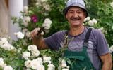 O segredo para um gramado livre de ervas daninhas: a estratégia adotada por jardineiros profissionais