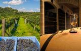 Você precisa conhecer a capital brasileira do vinho: é pra beber, comer e relaxar!