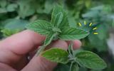 Planta que você tem no quintal e nem sabe combate insônia, estresse, ansiedade, problemas estomacais, infecções respiratórias e você só precisa de 2 folhas!