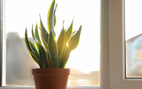 Sol demais nas plantas da sua casa pode ser ruim: veja o que fazer para protegê-las dos raios solares