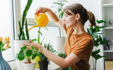 10 plantas da sorte para atrair felicidade e positividade para a sua casa no novo ano