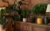 Decore a sua casa com essas plantas para o Ano-Novo se quiser mais prosperidade em 2025