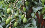 Essa fruta bem docinha que os brasileiros estão plantando tem mais benefícios do que você imagina