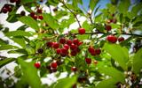 Como plantar caroços de cereja para ter sua própria cerejeira frutífera em casa