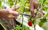 Os vegetais que você não deve plantar ao lado de tomates para uma boa colheita: aprendi as proibidas na horta com um jardineiro