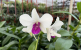 O tipo de orquídea mais fácil de cultivar em casa: descobri o segredo de jardineiro para adubar essa planta versátil