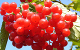 Essa pequena fruta é maravilhosa para os rins e ajuda a prevenir infecções urinárias; veja como consumir