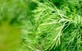 Abrótano: para que serve e benefícios da planta para a saúde