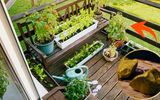 Que história é essa de cultivar ouro em casa? A descoberta científica que pode revolucionar seu jardim
