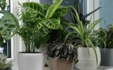 Tá sofrendo com o calor? Decore a casa com essas plantas que resfriam o ambiente