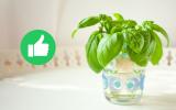Sem vaso e sem terra: essa é a erva perfeita para cultivar em casa e ter sempre disponível na hora de cozinhar