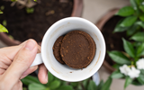 Um tesouro na sua xícara: poucos sabem o poder da borra de café para transformar essas plantas
