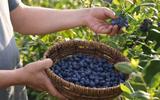 Dá para plantar mirtilo em casa? Essa é a melhor forma de ter essa fruta no quintal e economizar no mercado
