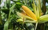 Entenda por que o milho é o ingrediente favorito nas receitas de festa junina