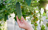 Explosão de pepino: como plantar, cultivar e adubar o fruto para ter o seu próprio alimento em casa