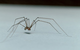 O que significa a presença de aranhas em casa? Descubra se esses aracnídeos representam algum perigo e como manter a sua casa segura