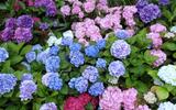 Adeus, hortênsias: por que jardineiros estão abandonando essa flor tradicional?