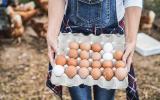 Afinal, ovo com casca branca tem menos nutrientes que o ovo caipira? A ciência tem a resposta