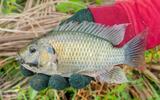 A tilápia é um alimento seguro para consumo? Nutricionista explica mitos e verdades sobre o peixe e indica se é saudável incluí-lo na sua dieta