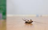O que significa encontrar uma barata morta com as pernas para cima na cozinha mesmo quando ela está bem limpinha? Saiba o que fazer