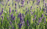 A planta que todo mundo quer porque suas flores de aroma inconfundível repelem pragas e são adoradas por borboletas 365 dias por ano