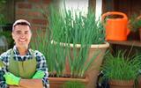 Adoro cultivar temperos e morro de orgulho da minha cebolinha: aprendi como replantar em vaso e ela está durando bastante na minha casa