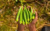Já pensou em cultivar quiabo em casa? É mais simples do que você pode imaginar!