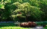 Você quer sombra no seu jardim em pouco tempo? Esta árvore cresce muito rápido e forma uma linda copa