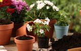 Uma colher desse adubo e veja uma explosão de flores acontecer nas suas plantas: aprendi essa dica com um jardineiro e funciona mesmo!
